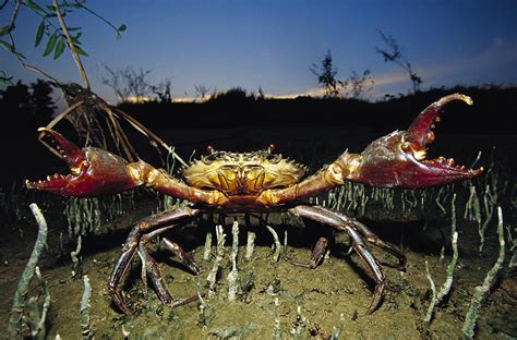 Mangrove Crab