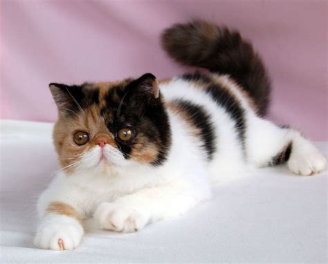 Exotic Shorthair Cat : Kittens, Facts, Personality, Price, Breeders ...