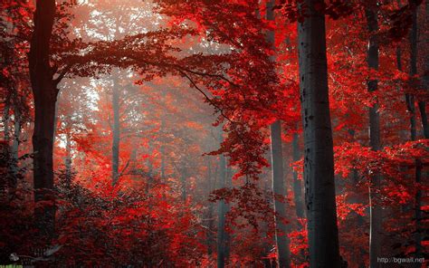 Red Autumn Wallpapers - Top Free Red Autumn Backgrounds - WallpaperAccess