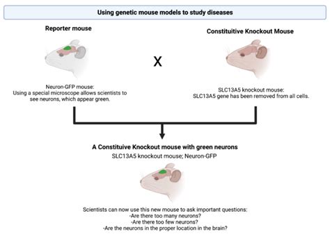 What are genetic mouse models and how can they help us study genetic ...