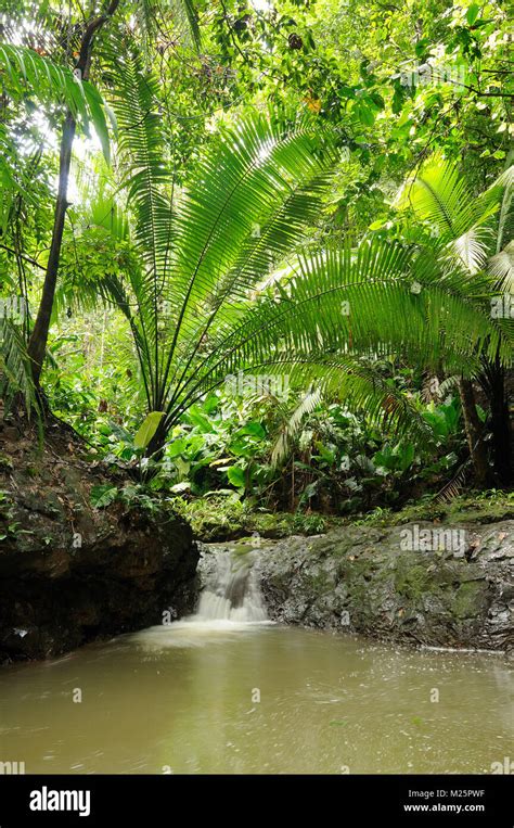 Wild Darien jungle near Colombia and Panama border Stock Photo - Alamy