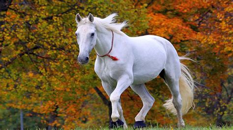 🔥 [57+] Horse Wallpapers Images | WallpaperSafari