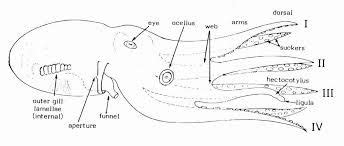 hectocotylus arm - Google Search | Octopus facts, Octopod, Octopus