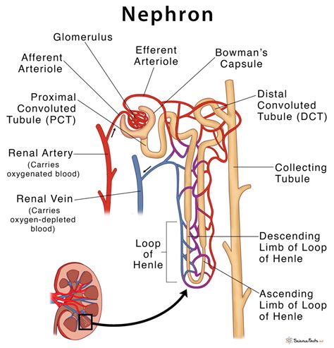 Simple Labelled Diagram Of Nephron Class Draw A Labeled Diagram Of ...