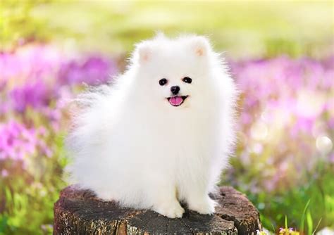 Where Do Pomeranian Dogs Come From