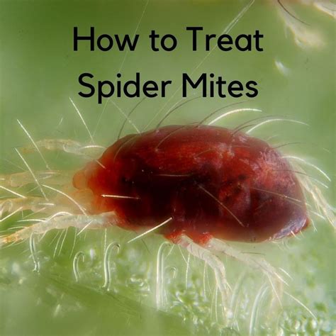 How To Keep Carpet Beetles Out Of Houseplants | www ...