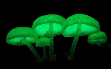 Mycena chlorophos: ලක්ෂණ, අධ්‍යයනය සහ ජෛව දීප්තිය | ගෙවතු වගාව