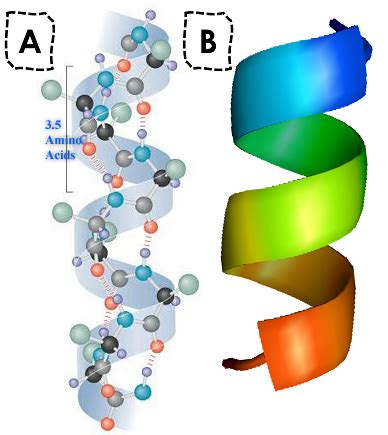 Secondary Structure Of Protein Alpha Helix