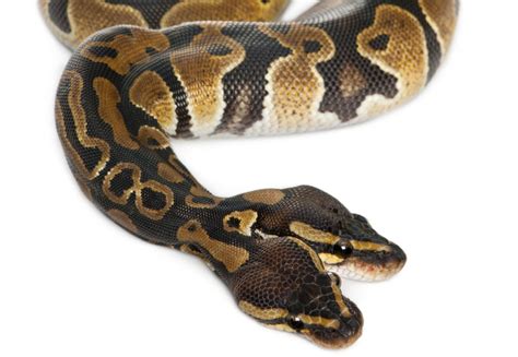 7 Weird Facts About Snakes