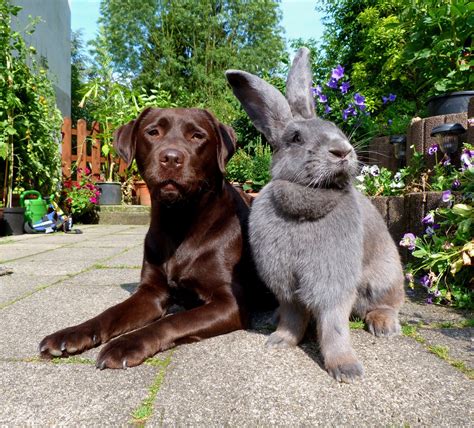 Got dogs diggin up yer yard huh...? - Imgur Cute Baby Bunnies, Funny ...