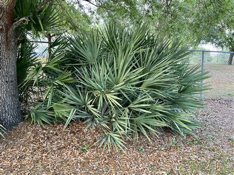 Saw Palmetto Palm | Plant Guide - Central Florida Plant Guide