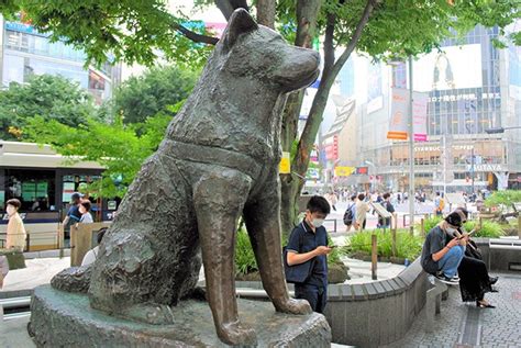 Loyal Hachiko continues to win hearts 100 years after birth | The Asahi ...