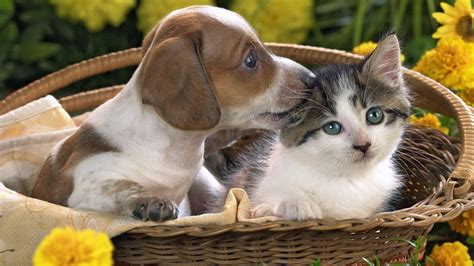 Cats and Dogs Wallpapers - Top Free Cats and Dogs Backgrounds ...