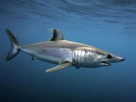 Shortfin Mako Shark Information and Picture | Sea Animals