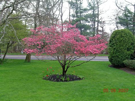 Red Dogwood Tree Care