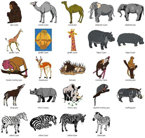 Wild Animal Pictures With Names