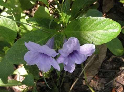 Ruellia tuberosa (Acanthaceae) image 73505 at PhytoImages.siu.edu