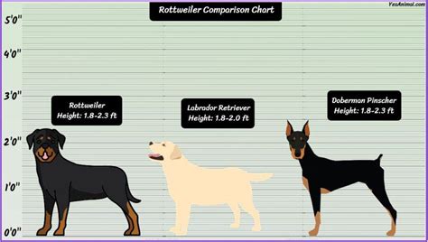 Rottweiler Size: How Big Are They Compared To Others?