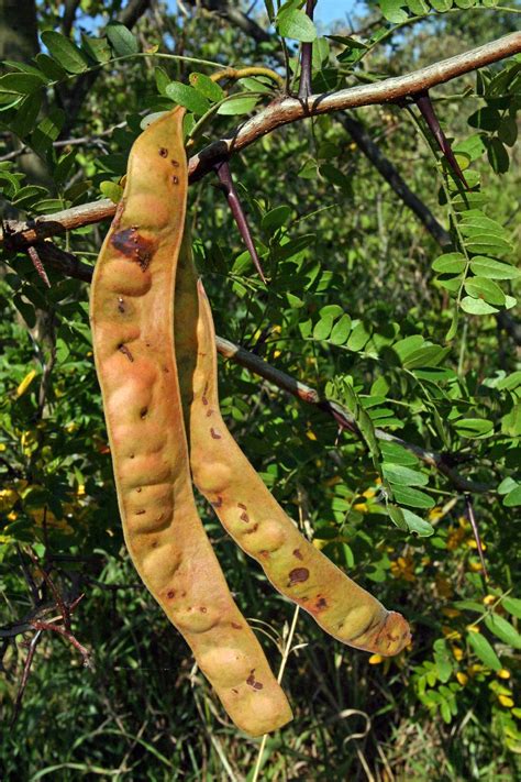 SEINet Portal Network - Gleditsia triacanthos