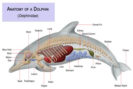 Dolphin Mating & Reproduction | Overview & Facts - Lesson | Study.com