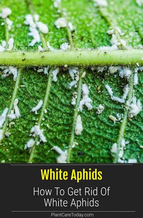 How To Get Rid Of White Aphids | Control Tips | Aphids on plants, White ...