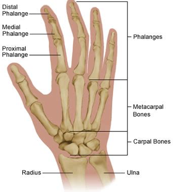 Anatomy of the Hand | Giles Bantick Plastic and Hand Surgeon