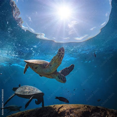 Underwater scenery with sea turtle in blue water of Pacific ocean ...