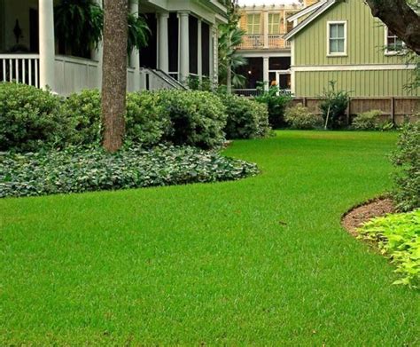 St Augustine Grass Care Guide - OPE Reviews