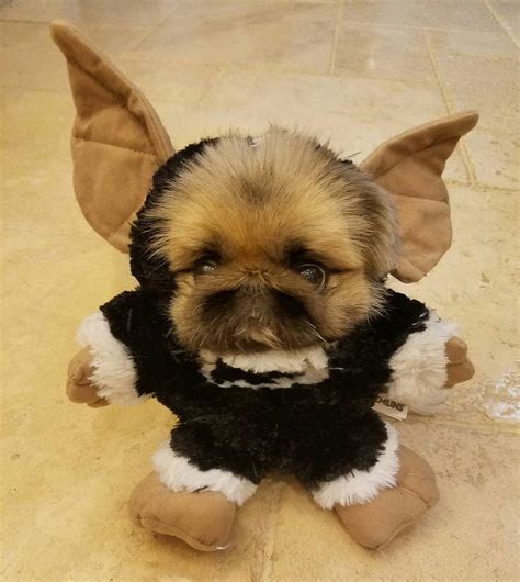 #konabears #gremlin #Pekingese #dog #costume #halloween | Dog halloween ...