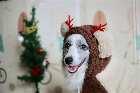 The Best Christmas Costumes For Your Dog • FamilyApp