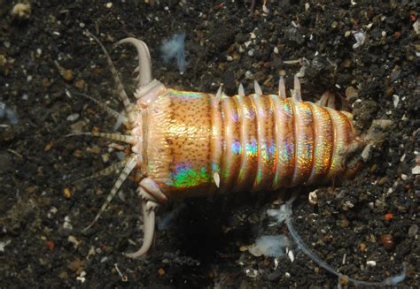 One man’s epic battle against the sea’s creepiest crawly, the Bobbit worm