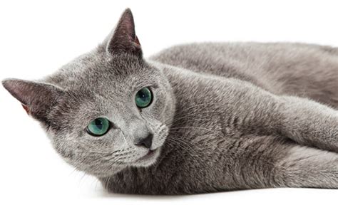 What to Know About Russian Blue Cats | PrettyLitter