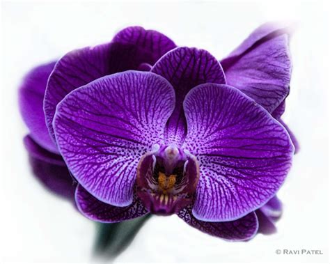 Topo 43+ imagem orquídea violeta como cuidar - br.thptnganamst.edu.vn