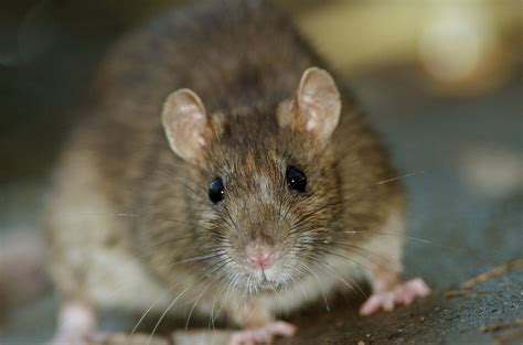 Hundreds of rats in Upstate NY home prompts town to declare state of ...