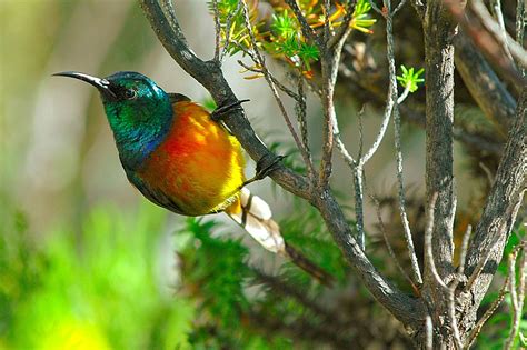 Orange-breasted sunbirds are endemic to the fynbos habitat of the ...