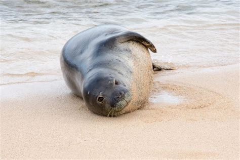 What Do Seals Eat?