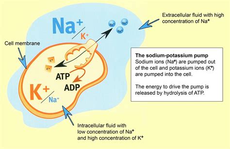 Potassium and Sodium | Sodium potassium pump, Extracellular fluid, Cell ...