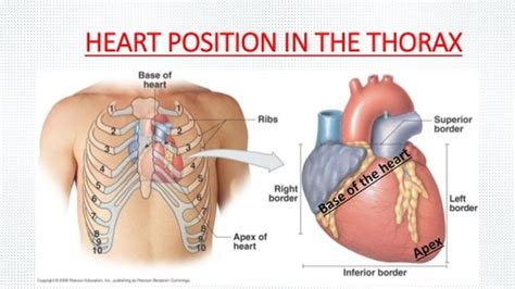 Ex 30 Anatomy of the heart Flashcards | Quizlet