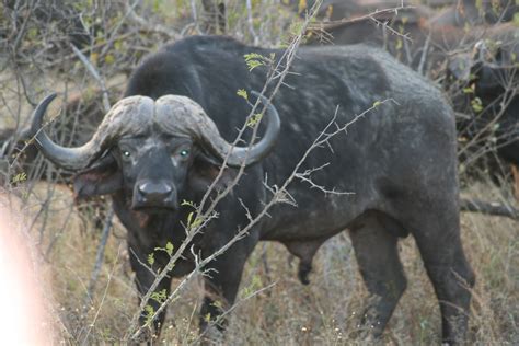 Water buffalo in South Africa | Africa, Water buffalo, South africa