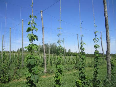 Use lab analysis to optimize hop harvest date - Hops