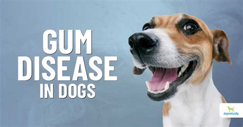 Natural Remedies For Dog Gum Disease