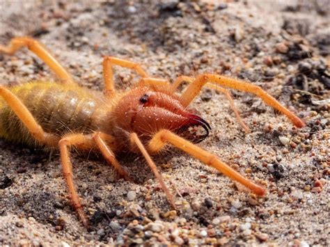 How Big Can A Camel Spider Grow : Camel spiders have eight legs and two ...