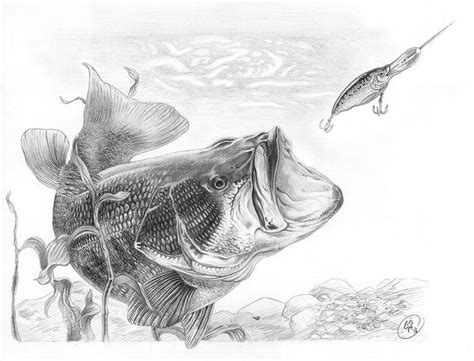 "Largemouth Bass" Graphite Pencil on paper, 10.25" x 15" (actual ...