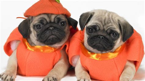 10 Awesome Halloween Costumes For Pugs