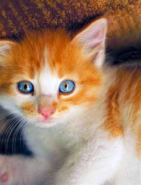 kitten with blue eyes - | Cute cats and kittens, Pretty cats, Kittens ...