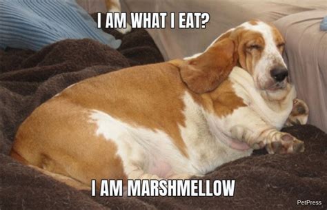 10+ Funny fat dog memes | Page 3 of 3 | PetPress