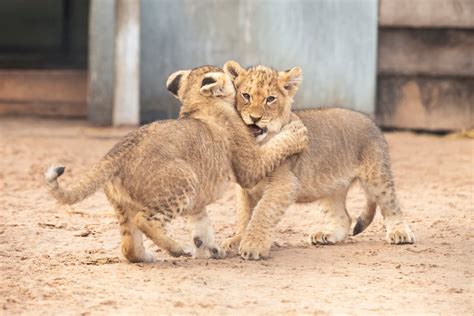 Seven African lion cubs born at West Midland Safari Park | Express & Star