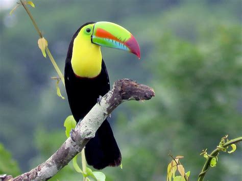 Keel-billed Toucan - eBird