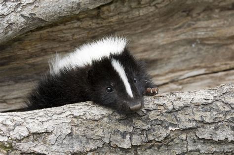 Family rips up floorboards to save tiny critters | Baby skunks, Animals ...