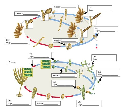 Protist Reproduction Diagram | Quizlet